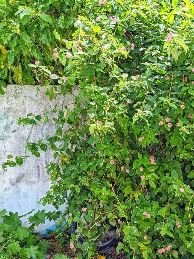 Hotel Dhoadhi Retreat Thulusdhoo Exterior foto